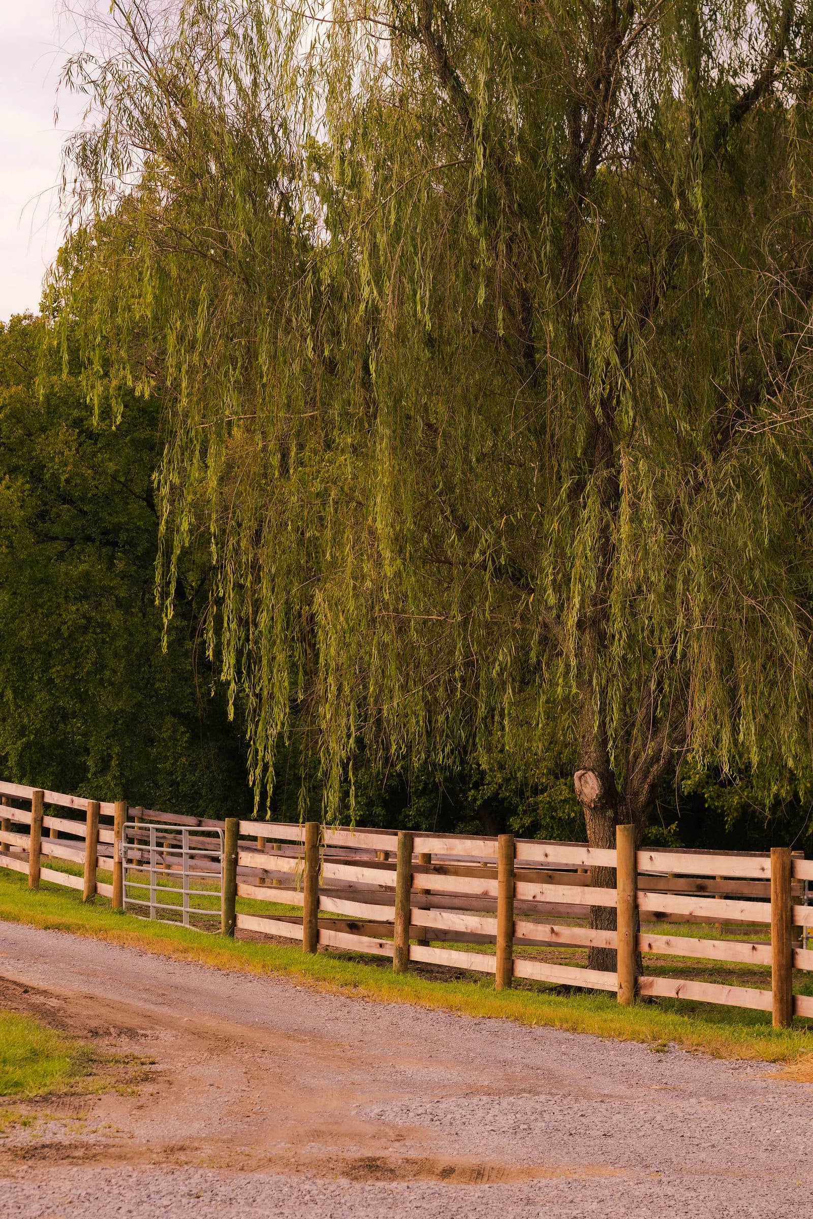 Willow tree shading the fence along a River Creek lane