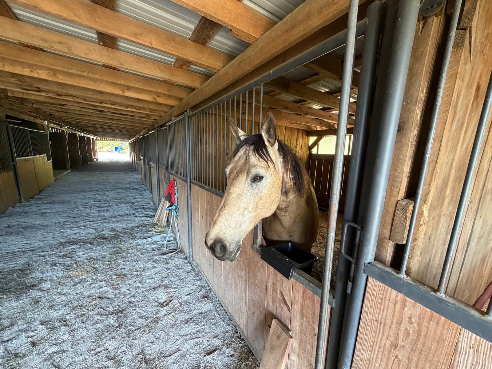 Horse looking out from a stall in the River Creek barn