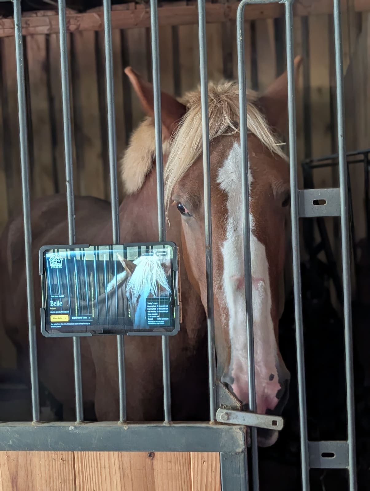 Belle looking out of her stall at River Creek