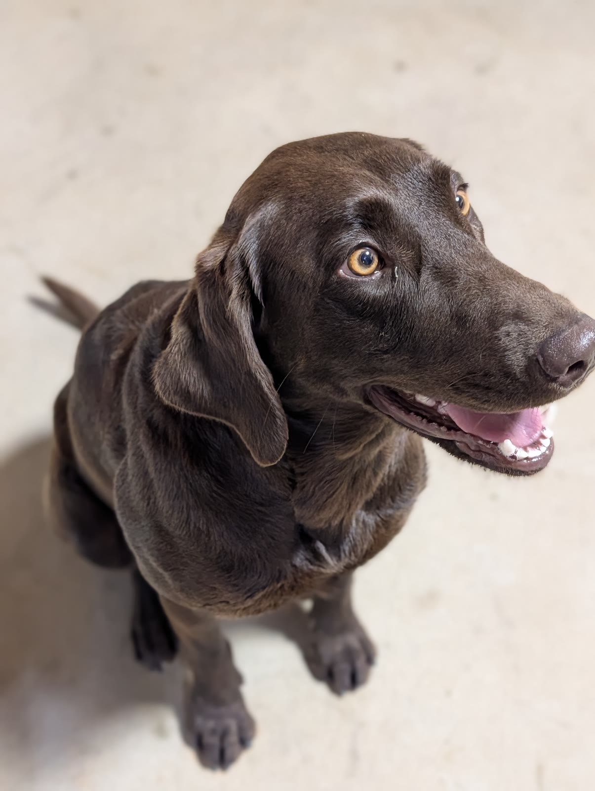 A brown barn dog sitting on the floor of the River Creek Stables barn