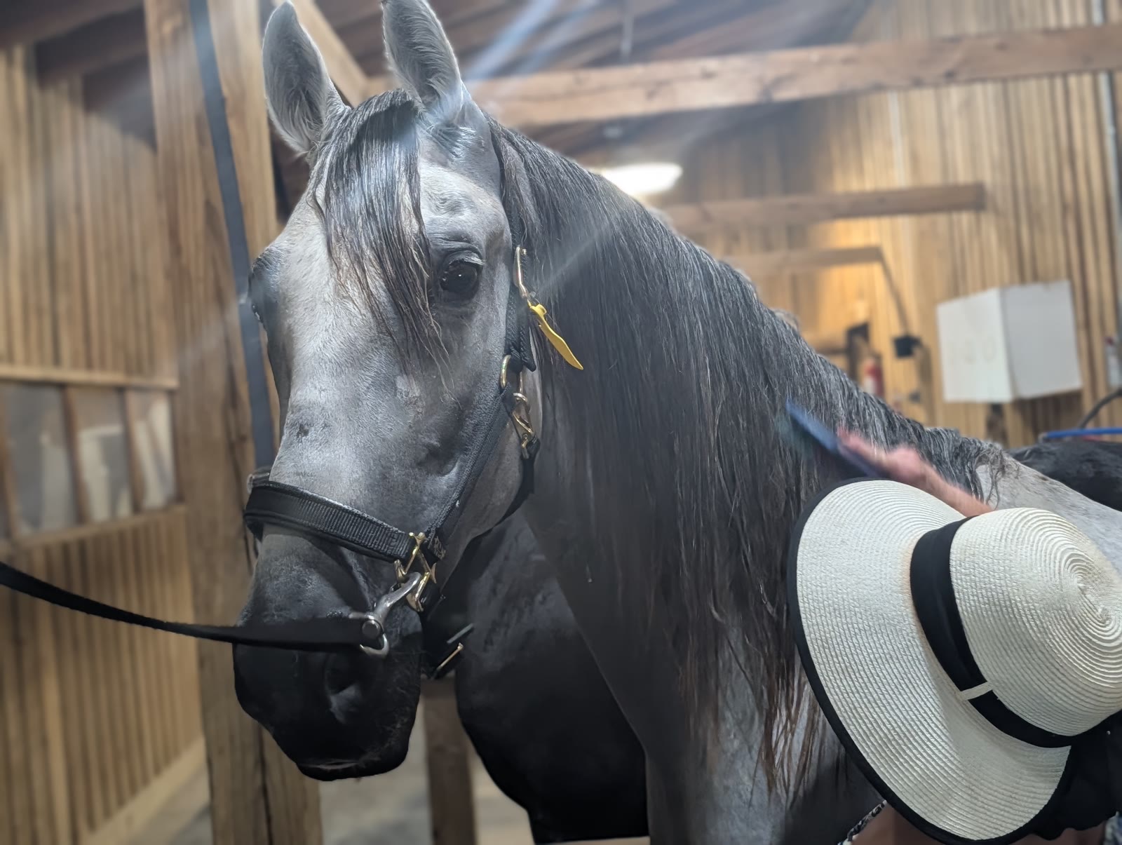 A grey horse in a halter being brushed in the River Creek Stables barn aisle